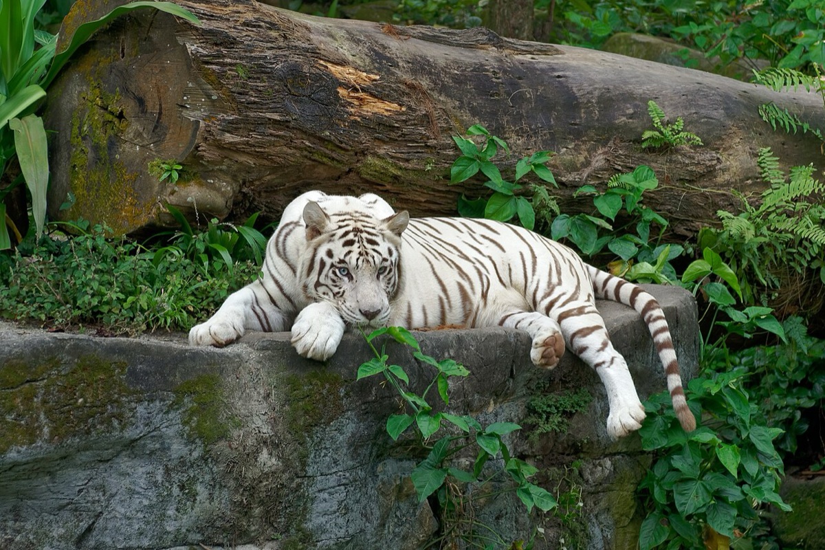 Singapore Zoo