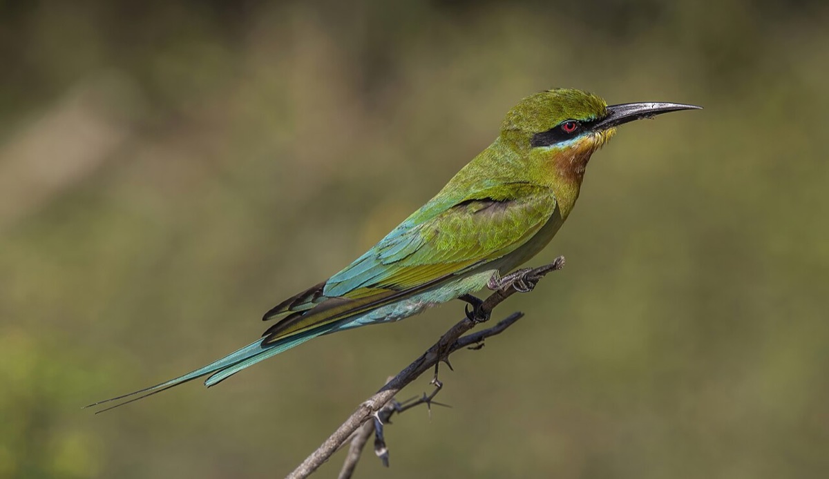 Yala National Park