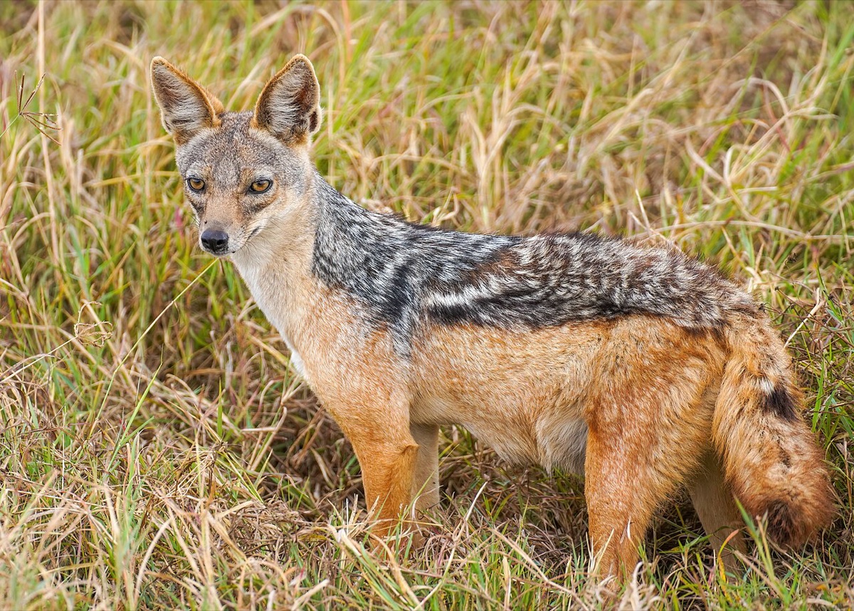 Ngorongoro Crater