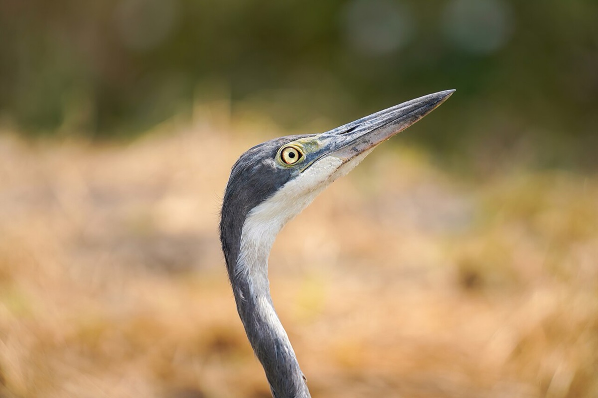 Tarangire National Park